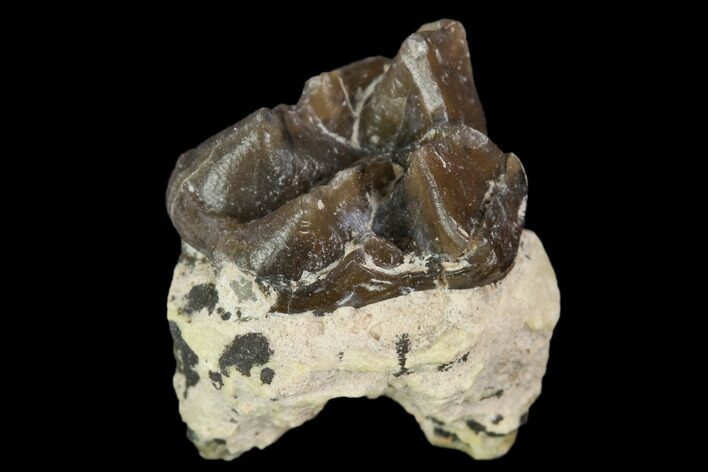 Oligocene Horse (Mesohippus) Molar - South Dakota #128157